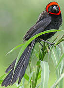 Red-cowled Widowbird