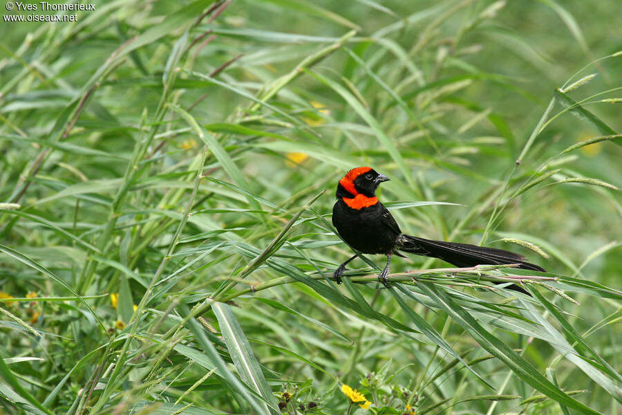 Euplecte à nuque rouge mâle adulte nuptial, habitat, pigmentation