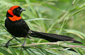 Red-cowled Widowbird