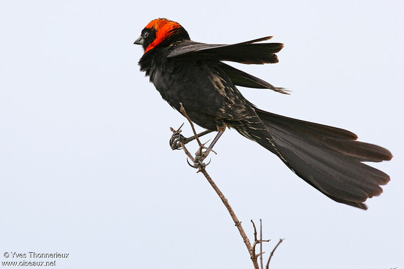 Red-cowled Widowbird male adult