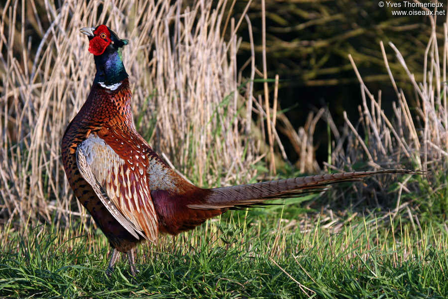 Common Pheasant