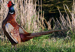 Common Pheasant