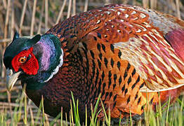 Common Pheasant