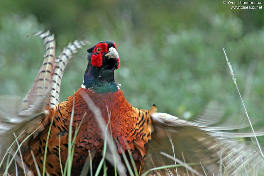 Common Pheasant male adult