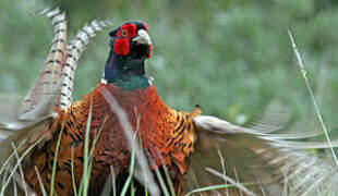 Common Pheasant