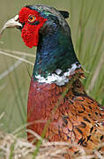 Common Pheasant