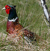 Common Pheasant