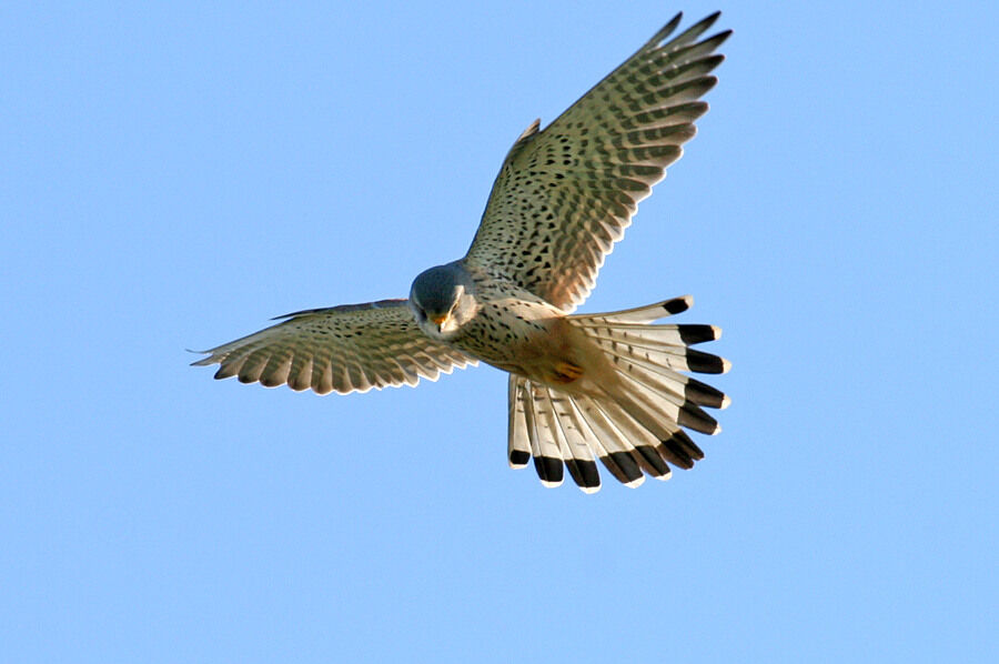 Common Kestrel