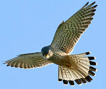 Common Kestrel