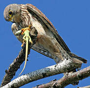 Common Kestrel