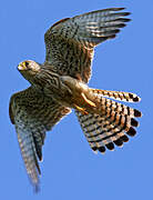 Common Kestrel