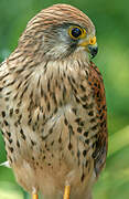 Common Kestrel