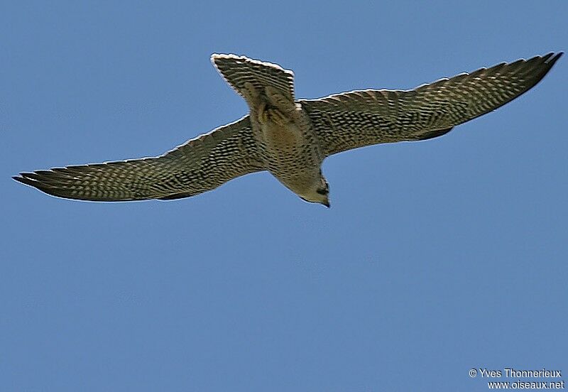 Lanner Falcon