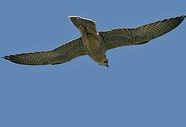 Lanner Falcon