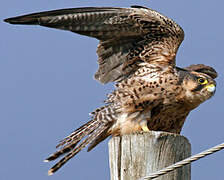 Lanner Falcon