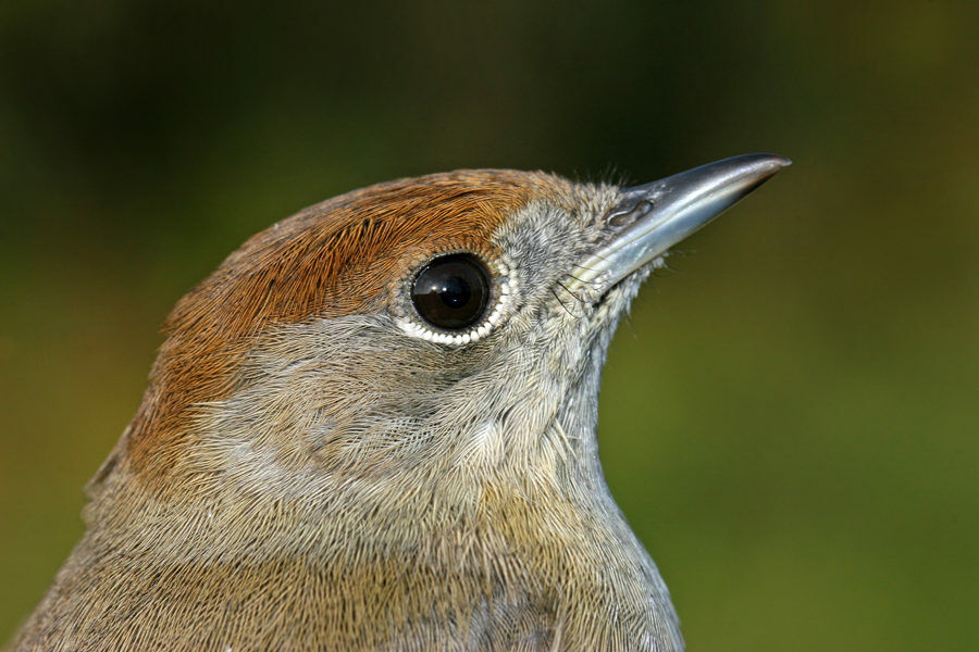 Eurasian Blackcap