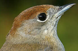 Eurasian Blackcap