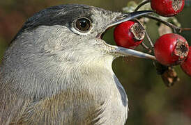 Eurasian Blackcap