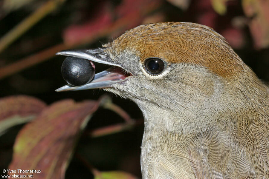 Eurasian Blackcap female