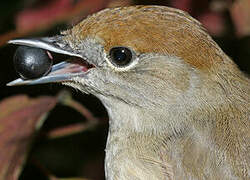 Eurasian Blackcap