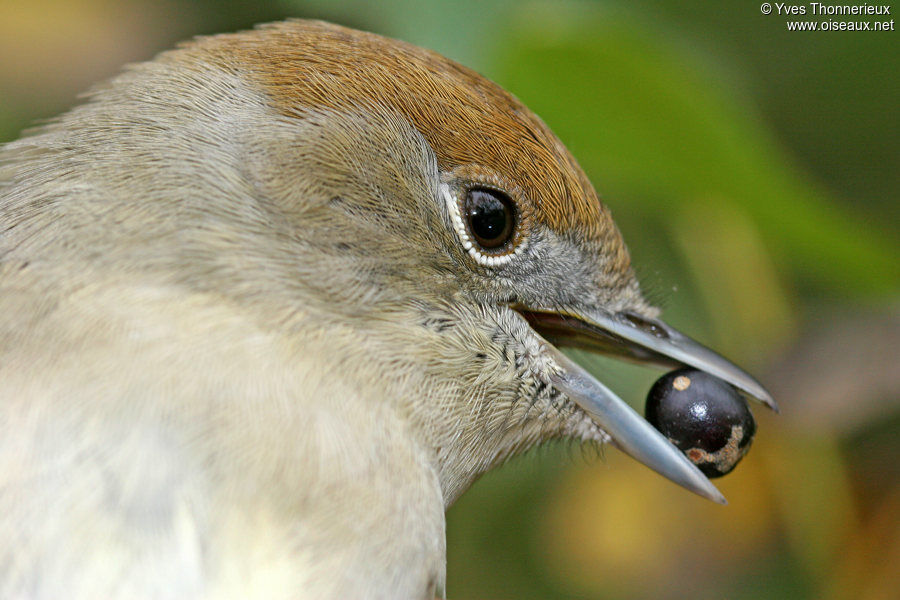 Eurasian Blackcap female