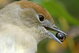 Eurasian Blackcap