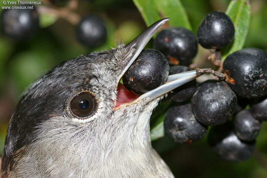 Eurasian Blackcap male First year