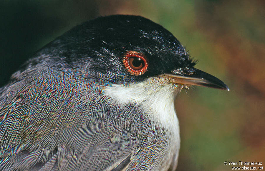 Sardinian Warbler