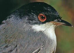 Sardinian Warbler