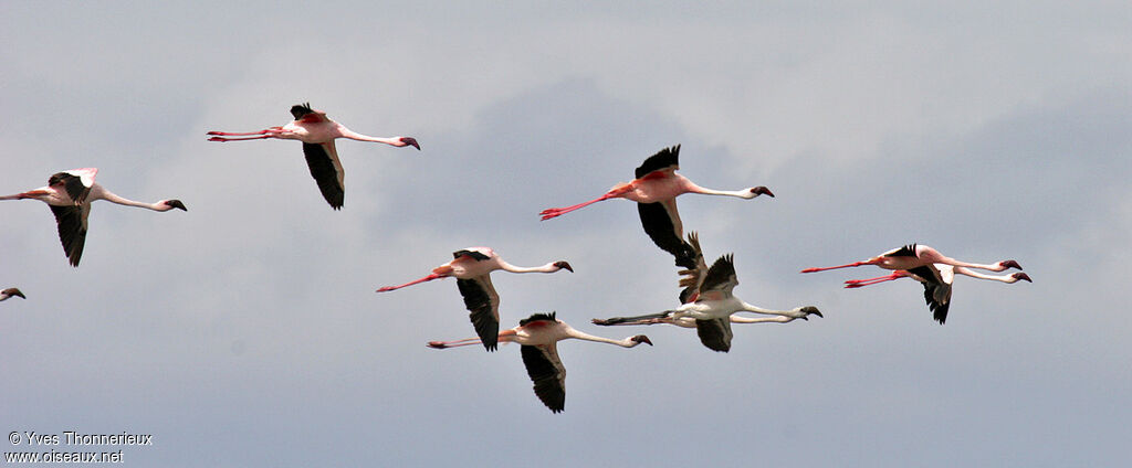 Lesser Flamingo