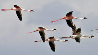 Lesser Flamingo