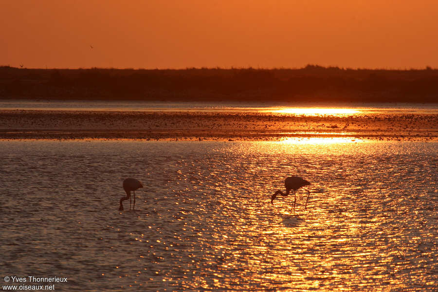 Greater Flamingo