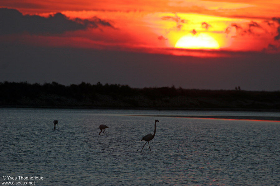 Flamant rose