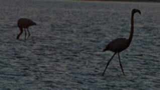 Greater Flamingo