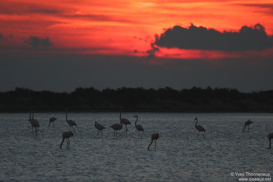 Greater Flamingo