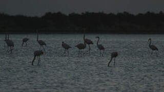 Flamant rose