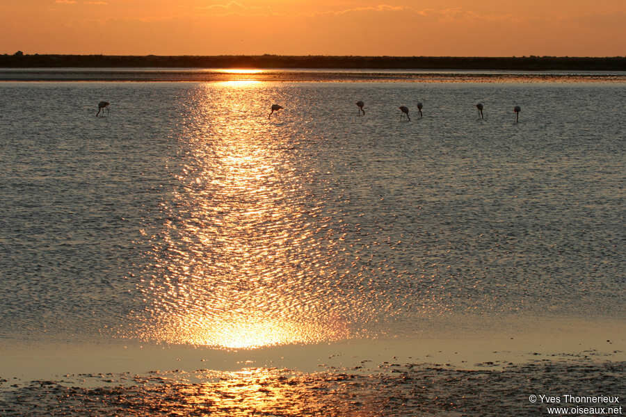 Greater Flamingo