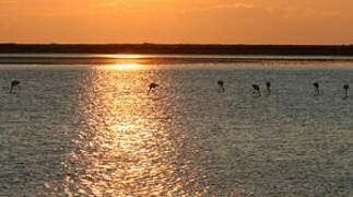 Flamant rose