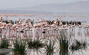 Flamant rose