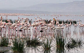 Greater Flamingo