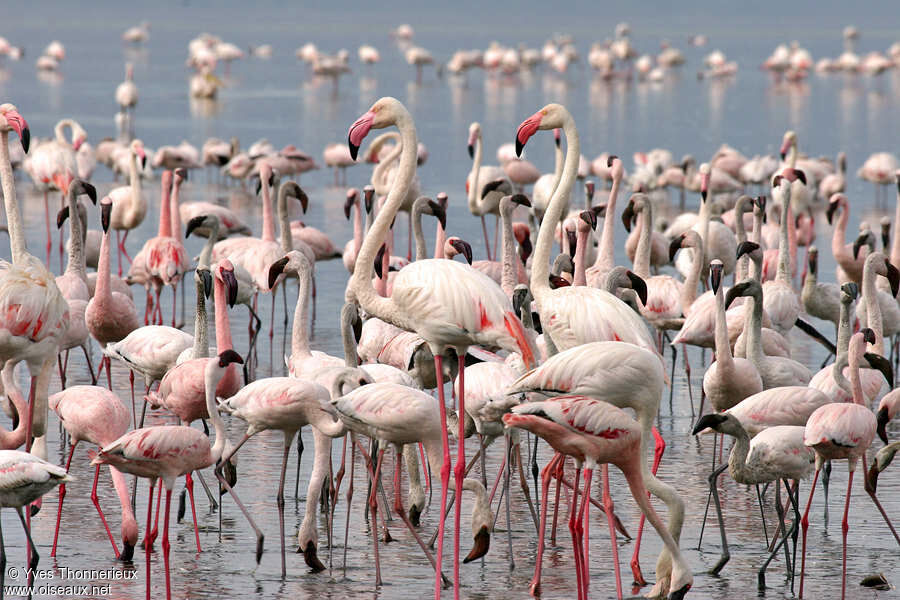 Greater Flamingo