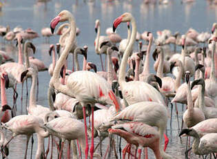 Flamant rose