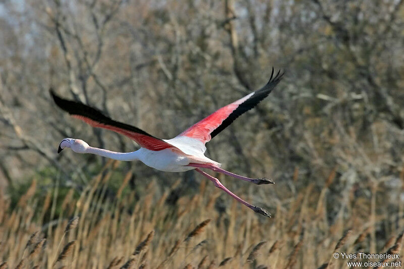 Greater Flamingo