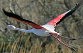 Flamant rose