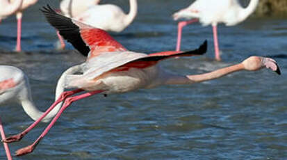 Flamant rose