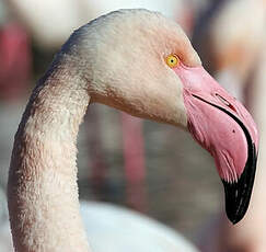 Flamant rose