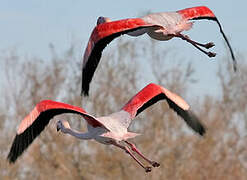 Flamant rose