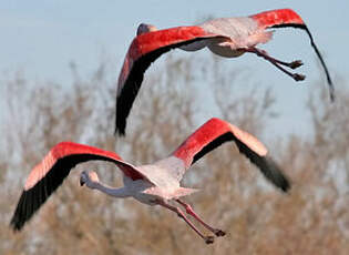 Flamant rose