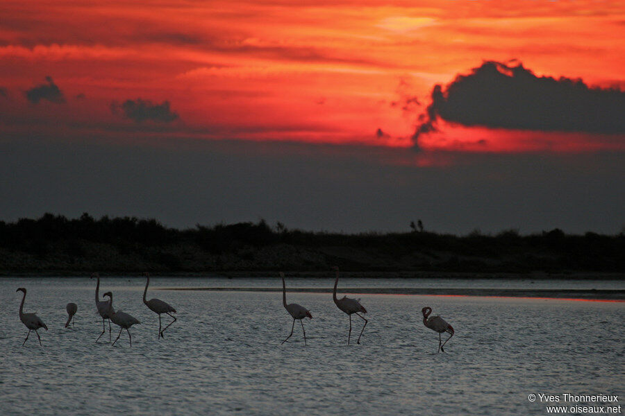 Greater Flamingo