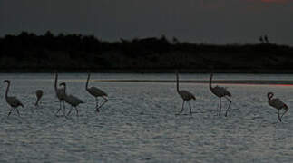 Flamant rose